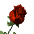 Ich verschenke eine Rose. ....  1447589260